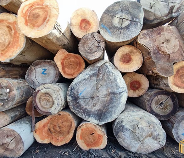 Choice Of Size Timber Wood